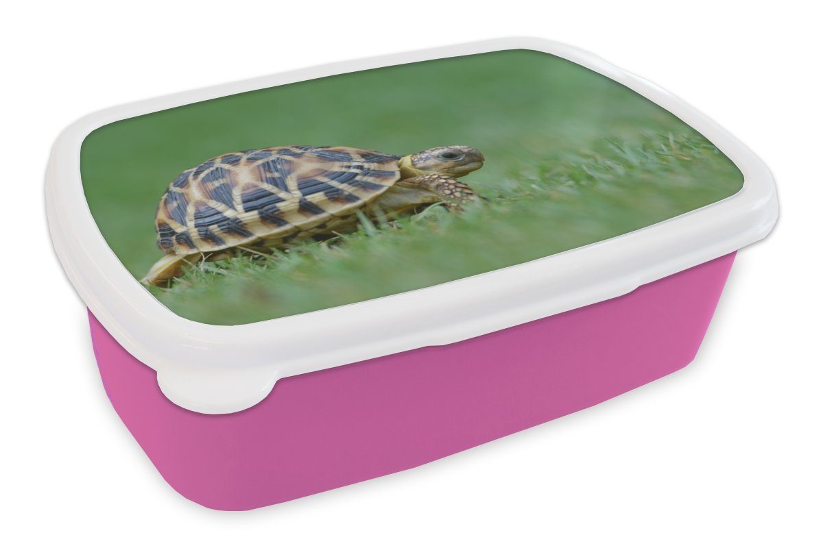 Gras, MuchoWow Kunststoff Brotbox Schildkröte Kinder, rosa Kunststoff, im Brotdose (2-tlg), Lunchbox Mädchen, Erwachsene, für Snackbox,