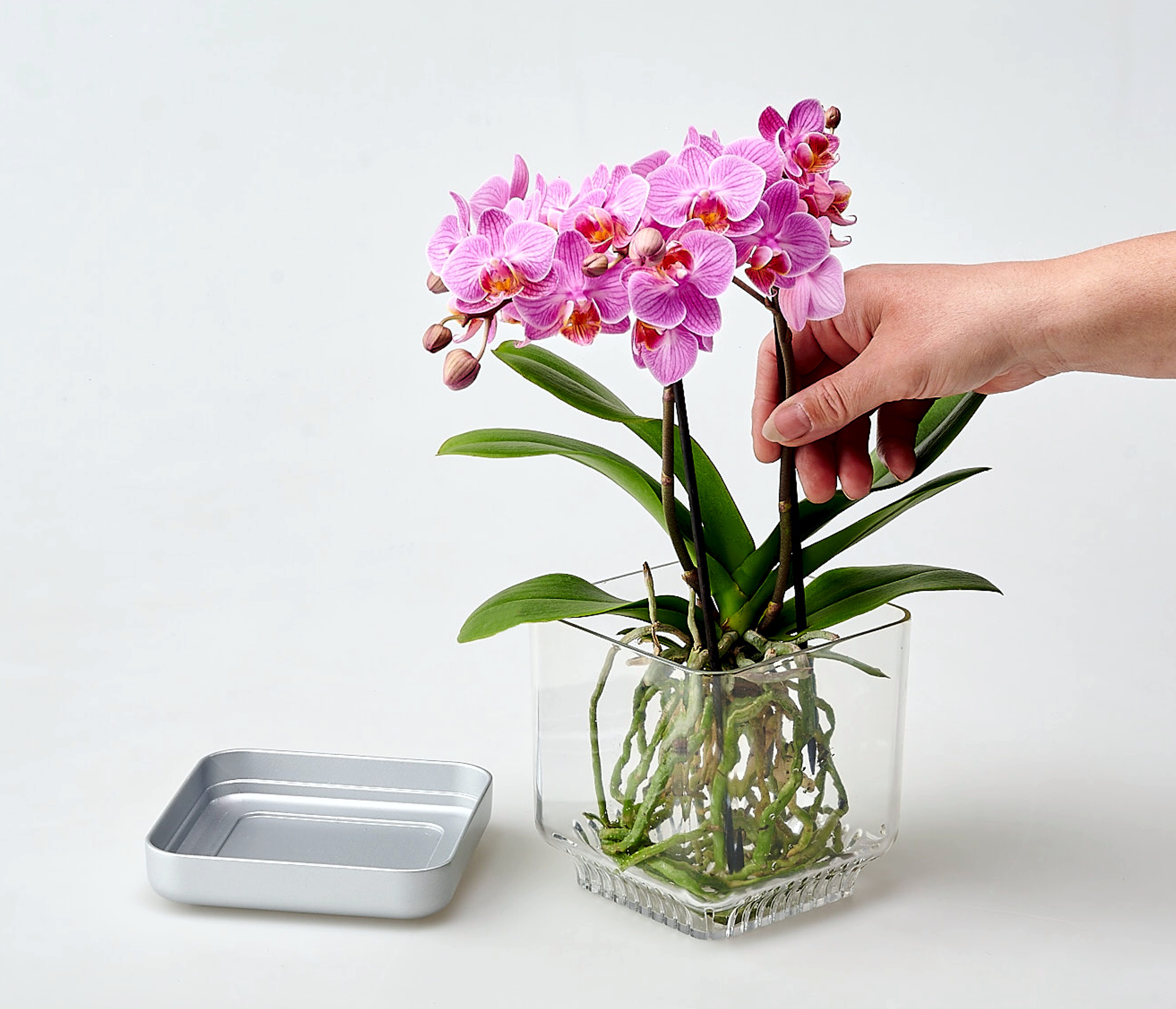 colomi Blumentopf ColomiCare Orchideentopf transparent + 1 L Orchideengranulat – Set (Spar-Set, 1x Orchideentopf 1x 1Liter Orchideengranulat) – Bild 5 von 5