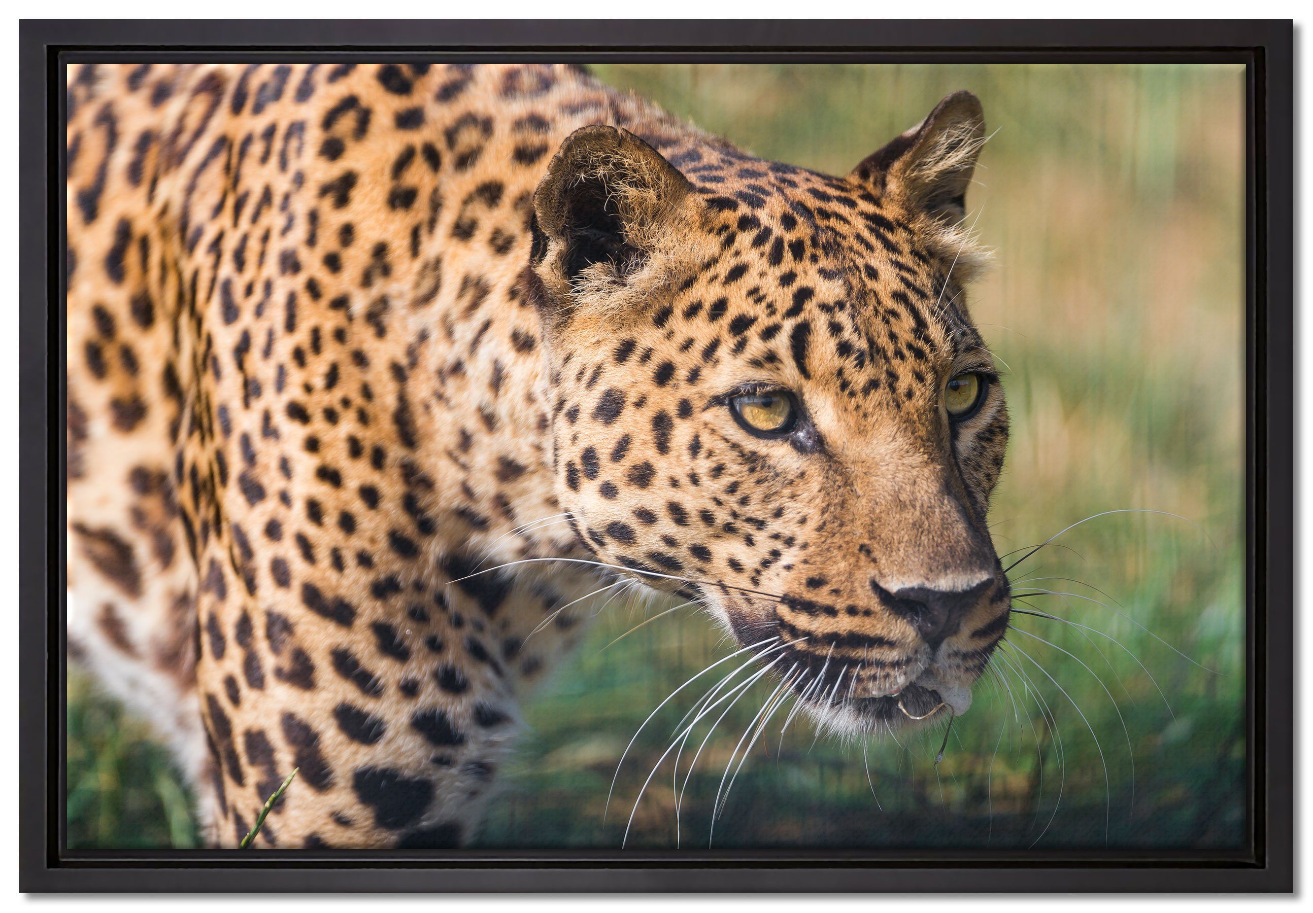 Pixxprint Leinwandbild schleichender Leopard, Wanddekoration (1 St), Leinwandbild fertig bespannt, in einem Schattenfugen-Bilderrahmen gefasst, inkl. Zackenaufhänger