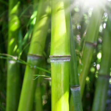 Wallario Möbelfolie Bambus im Sonnenschein