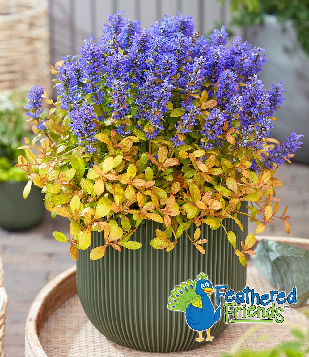 BALDUR Garten Staude Ajuga 'Feathered Friends® Fancy Finch', 1 St., Kriechender 