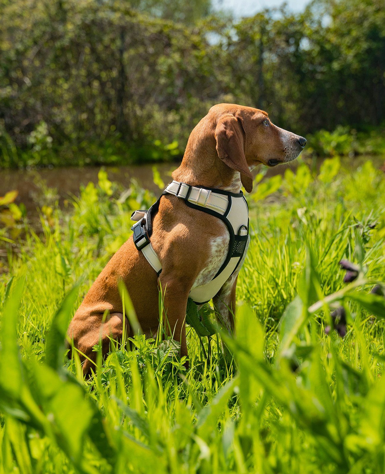 lionto Hunde-Geschirr Hundegeschirr gepolstert und reflektierend, günstig online kaufen