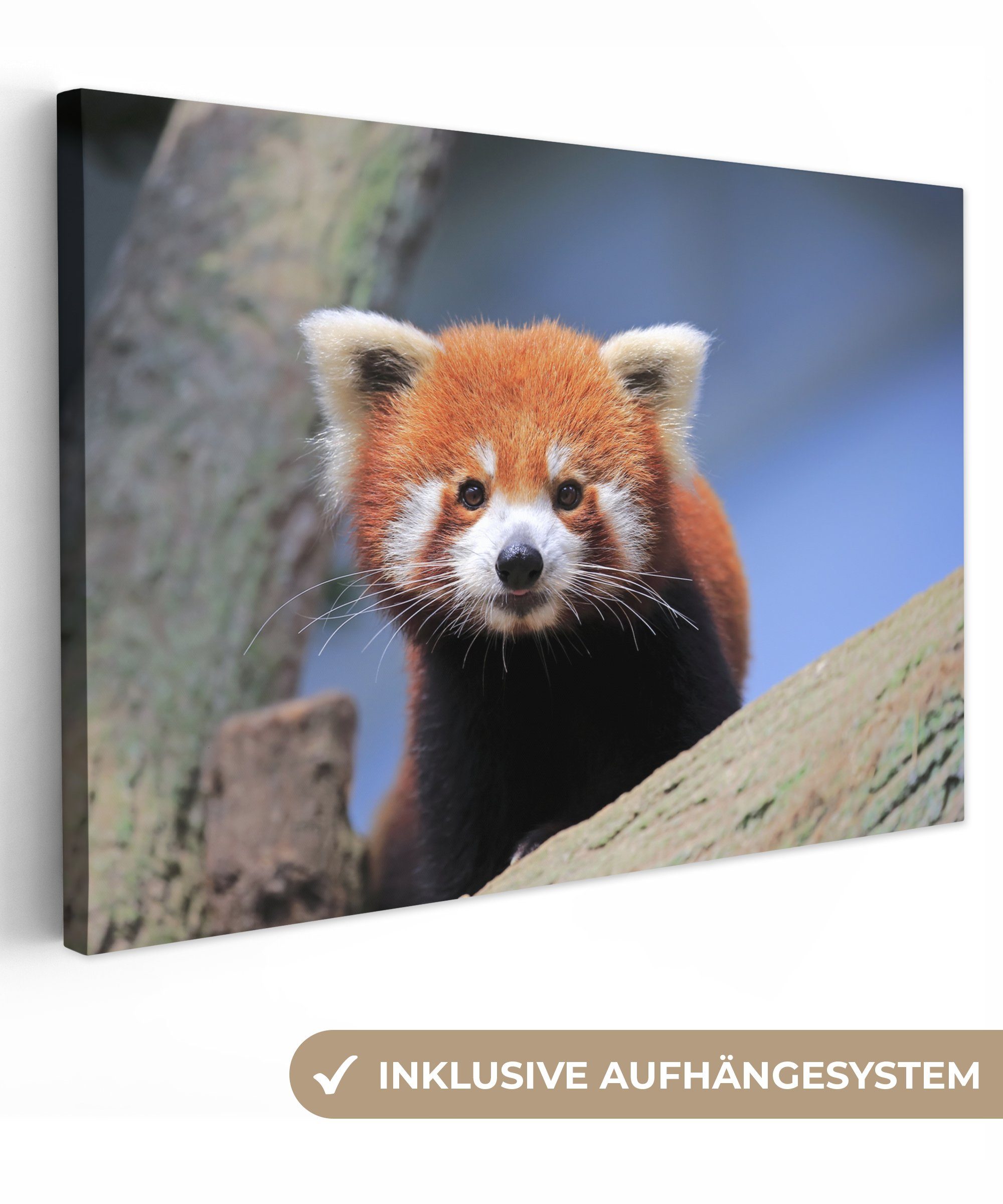 Wandbild St), OneMillionCanvasses® Roter Leinwandbilder, Panda Aufhängefertig, (1 cm - - Baum, Orange 30x20 Leinwandbild Wanddeko,