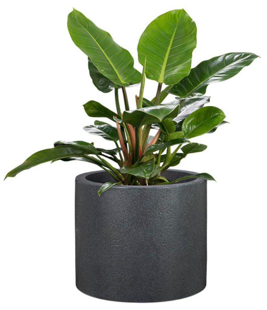 Scheurich Blumentopf 30/130 PANZANO