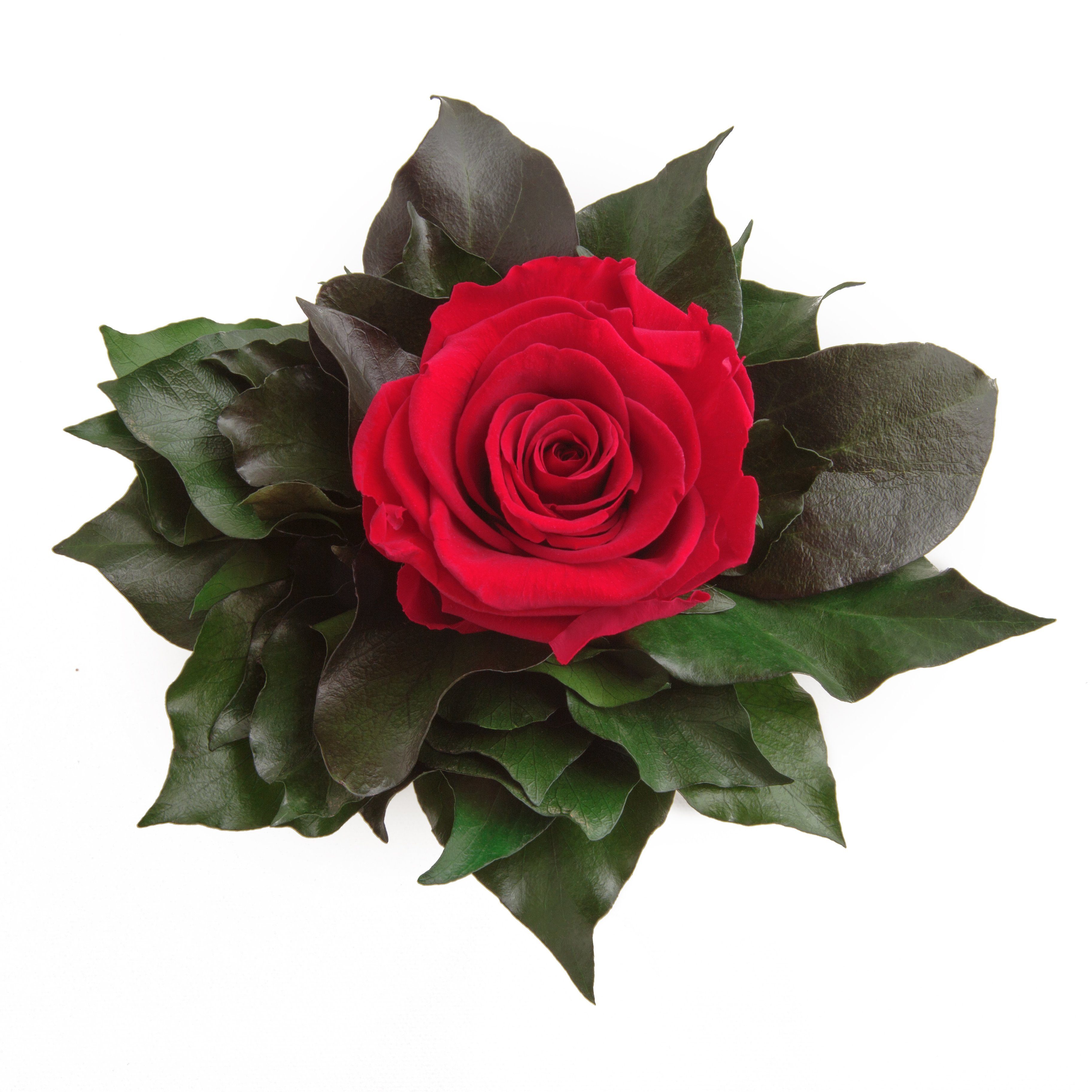 lange Rose, Heidelberg, Künstliche Frauen Rot Rose Zimmerpflanze Infinity haltbar 1 Geschenkidee cm, Höhe 12 silberfarben ROSEMARIE für SCHULZ Becher Echte Blume