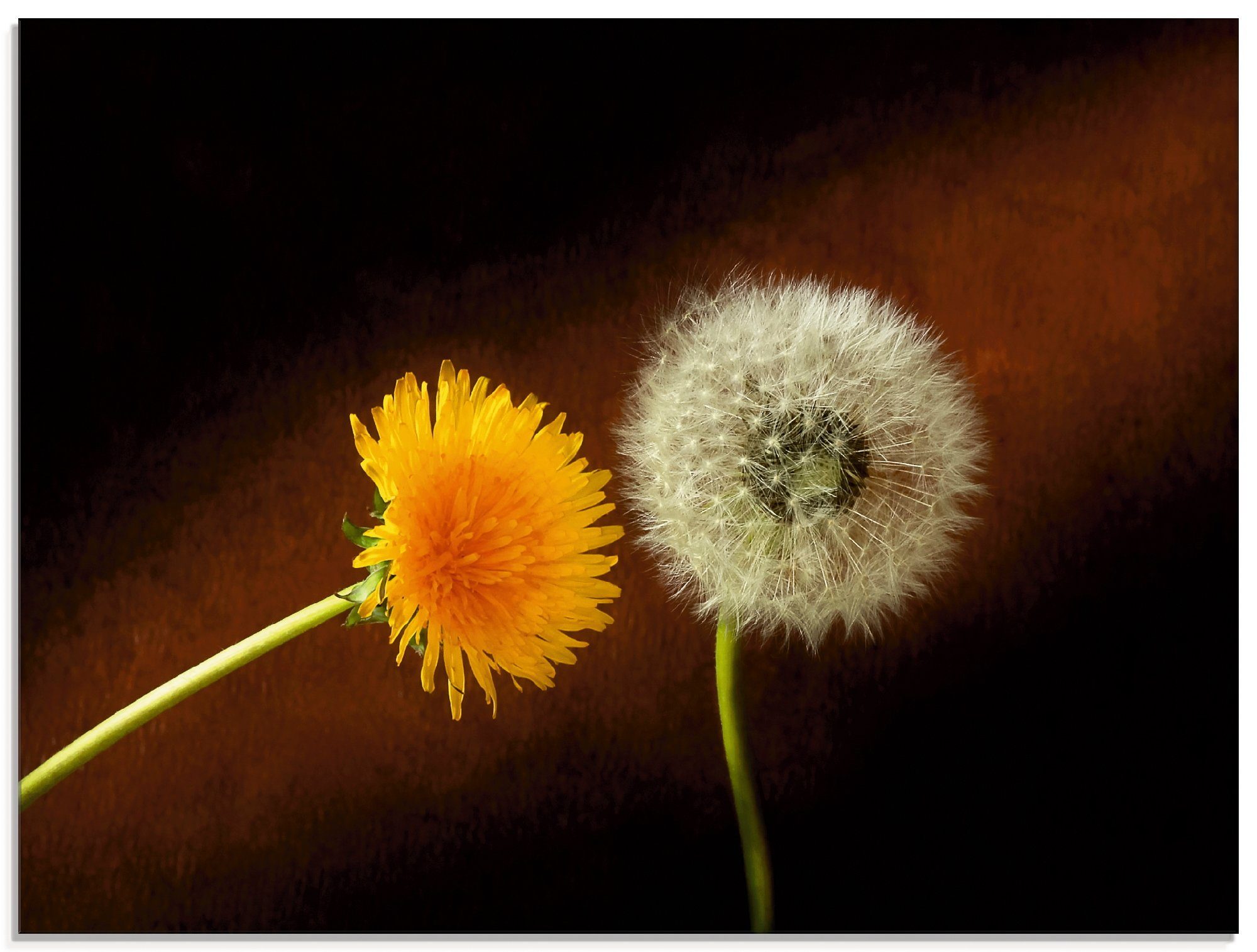 Artland Glasbild Pusteblume Löwenzahn, Blumen (1 St), in verschiedenen  Größen | Bilder