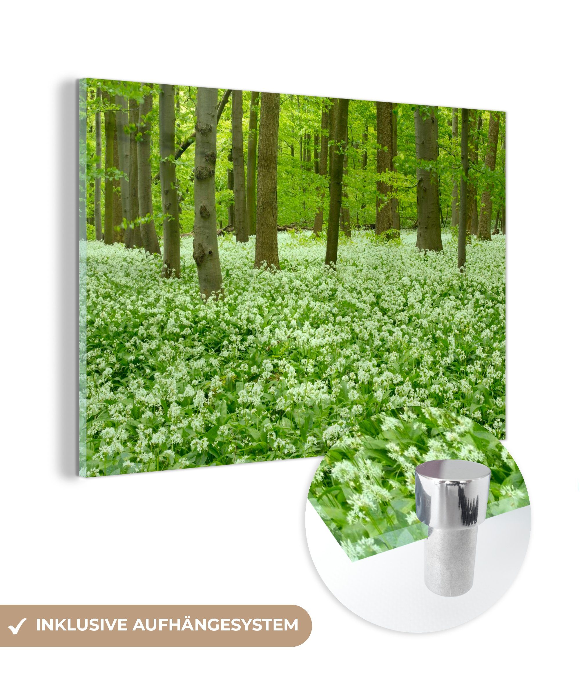MuchoWow Acrylglasbild Weiße Blüten in einem blühenden Wald des Nationalparks Hainich in, (1 St), Acrylglasbilder Wohnzimmer & Schlafzimmer
