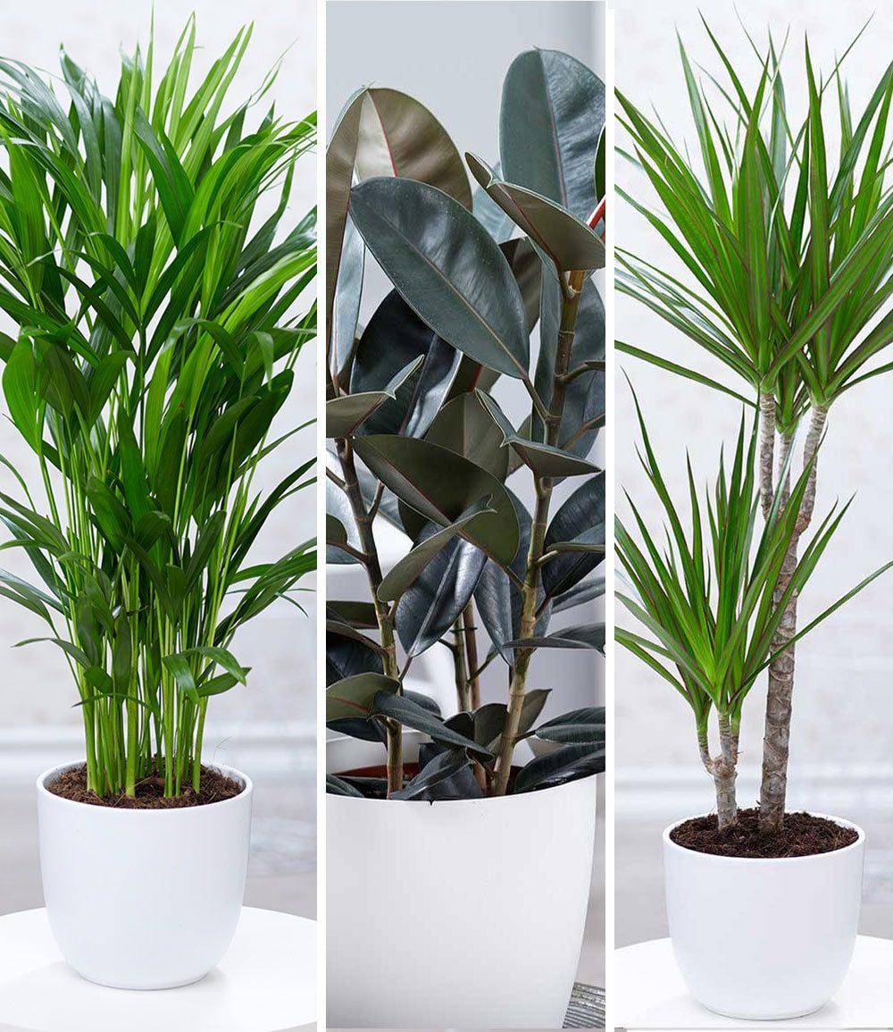 BALDUR Garten Zimmerpflanze Zimmerpflanzen-Mix 'XXL' ca. 60-90 cm hoch, 3 St., Goldfruchtpalme, pflegeleicht