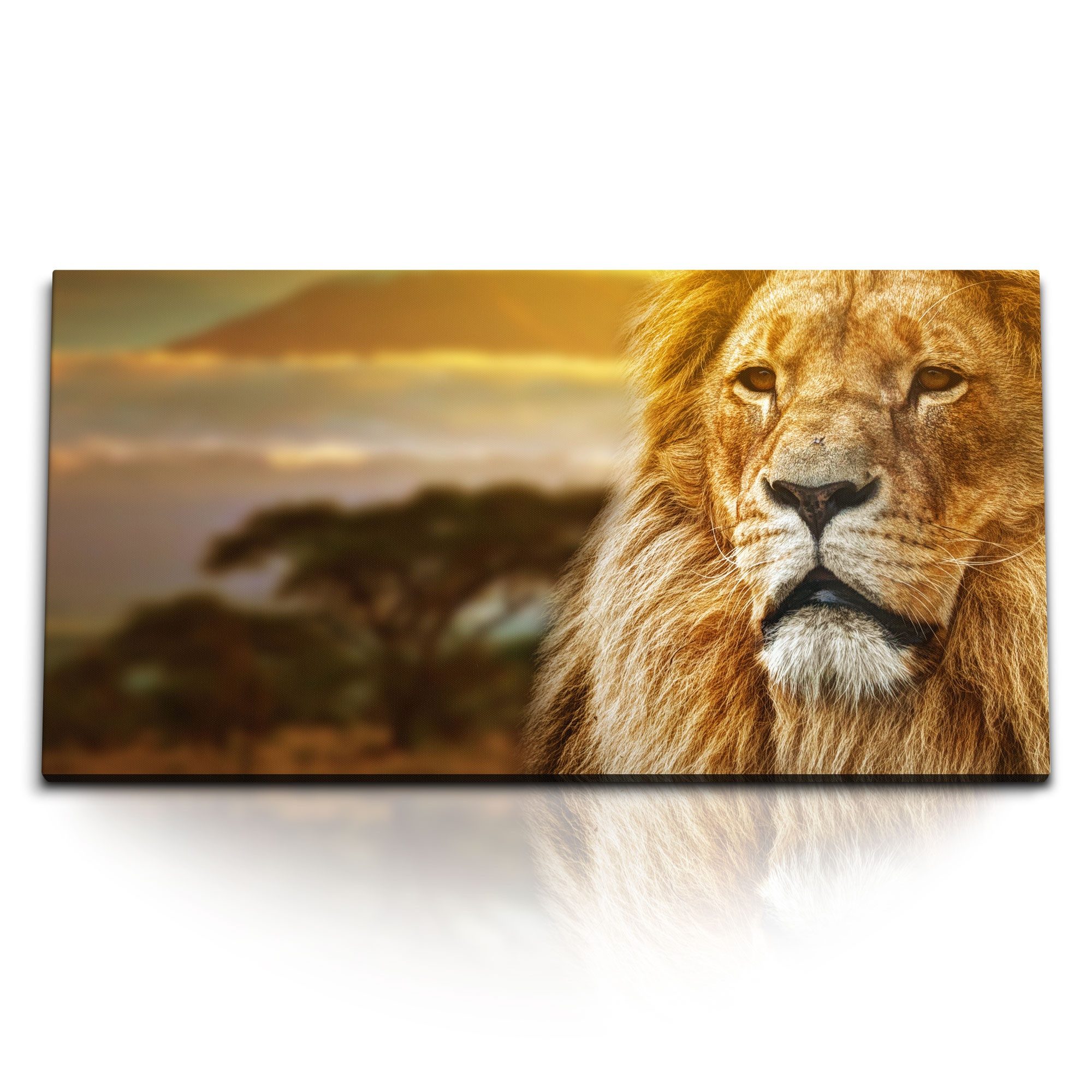 Leinwandbild Kunstdruck Bilder 120x60cm Afrika Löwe Tierfotografie Kilimandscharo W