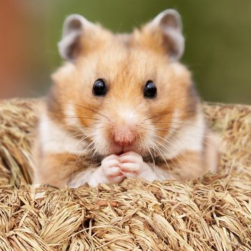 relaxdays Kleintiertunnel Hamster Zubehör Set 5 tlg., Pflanzenfaser