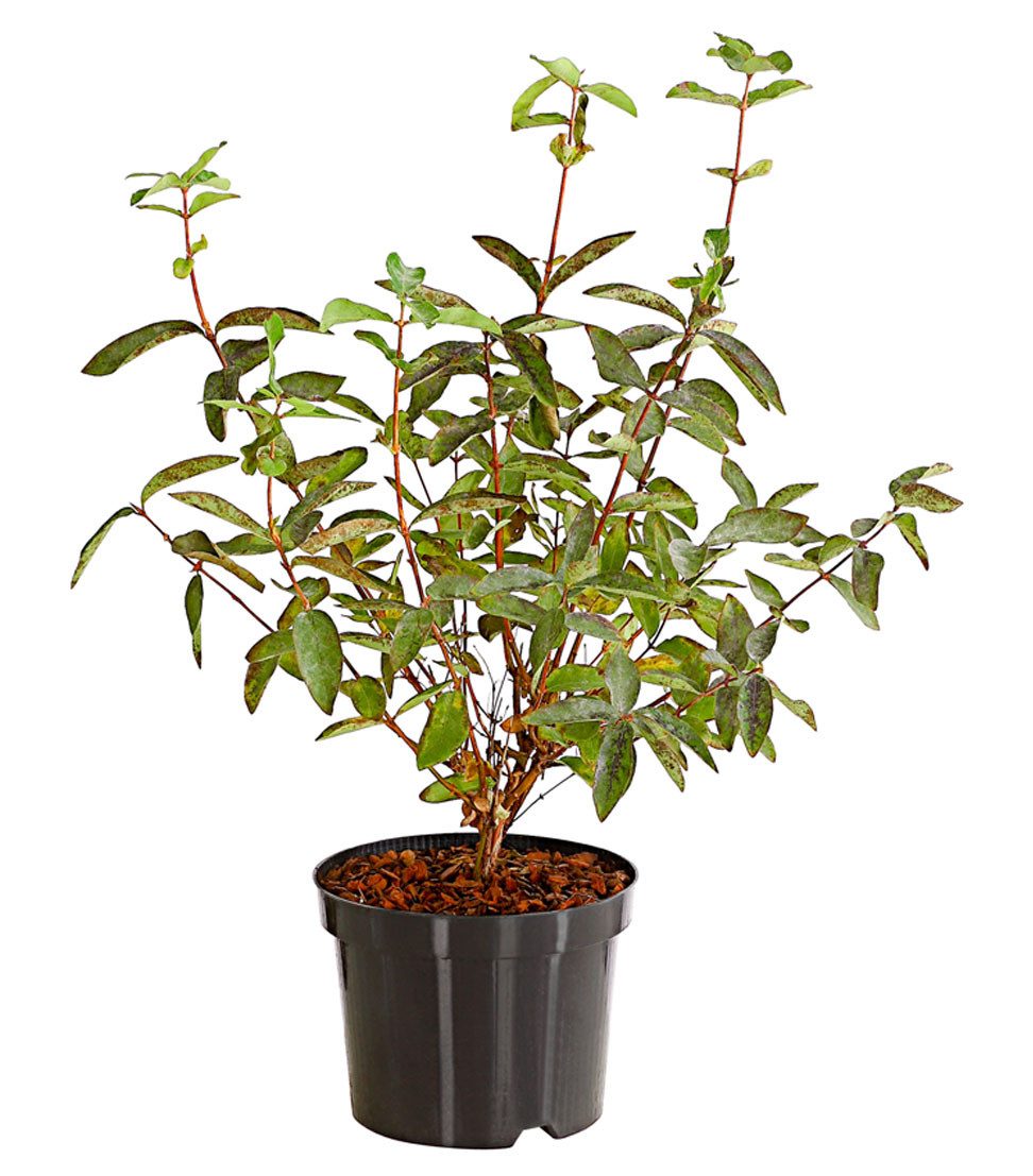 Dehner Obstpflanze Heidelbeere, Honigbeere Polina, 30-40 cm, 3 l Topf, auch als Sibirische Blaubeere bekannt, Befruchtersorte benötigt