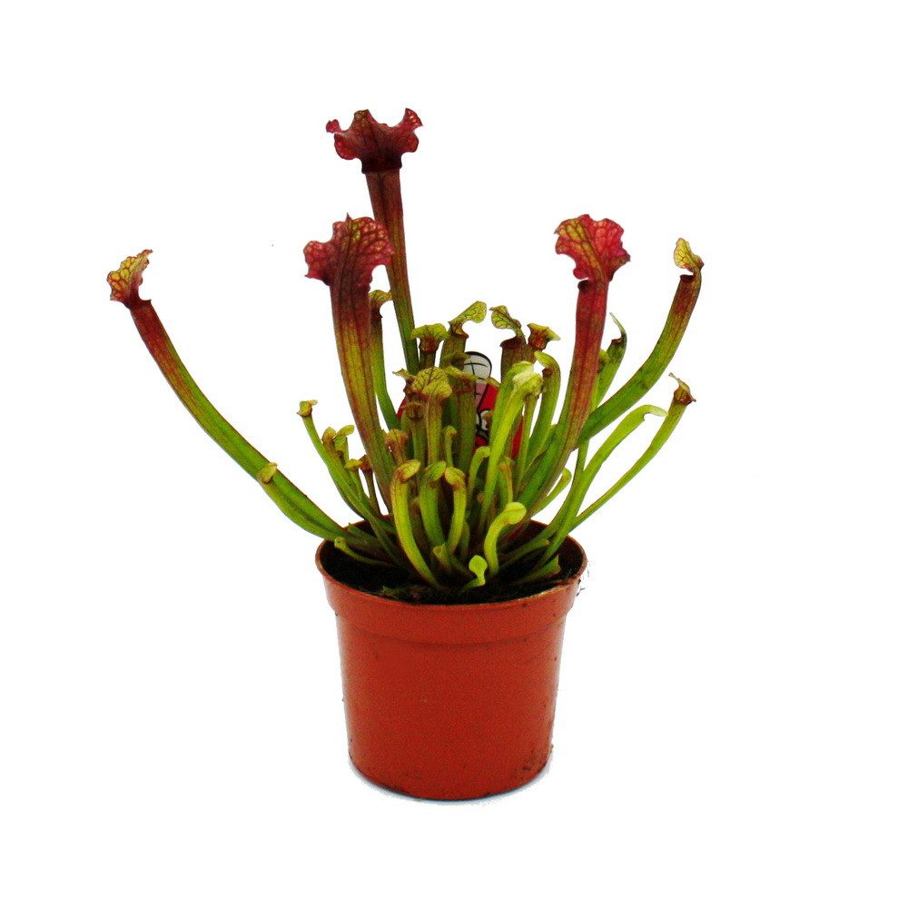 Exotenherz Zimmerpflanze Schlauchpflanze Sarracenia "Judith" Fleischfressende Pflanze 9cm Topf