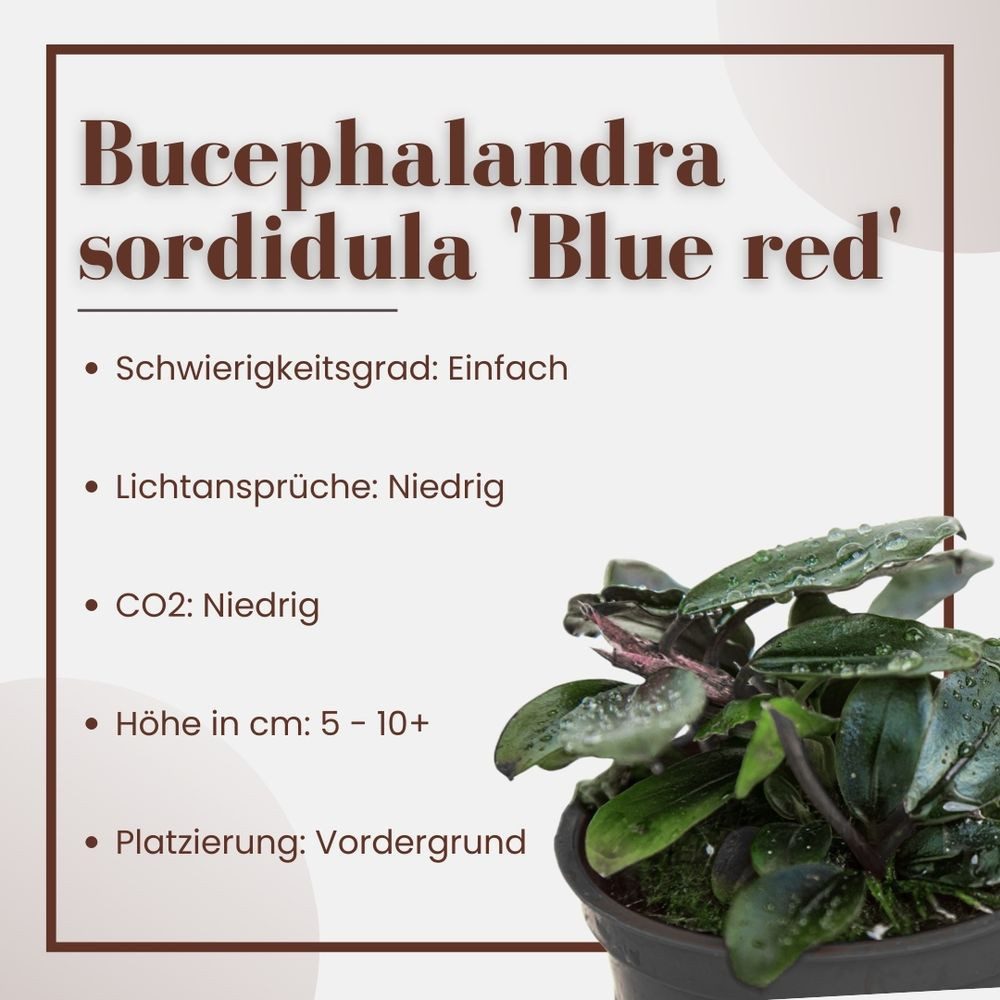 Aquaone Wasserpflanze Aquariumpflanze Bucephalandra sordidula 'Blue red' Nr günstig online kaufen