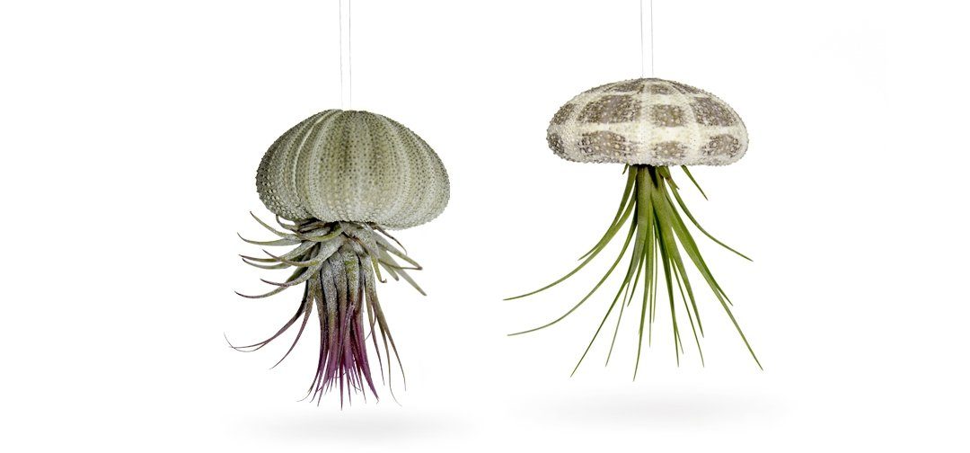 Hängedekoration Seeigelgehäuse mit echter Tillandsia 2 er Set