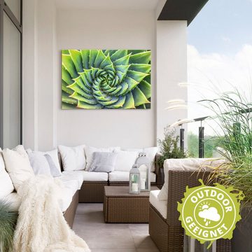 Artland Wandbild Grüne Spirale, Pflanzenbilder (1 St), als Alubild, Leinwandbild, Wandaufkleber oder Poster in versch. Größen