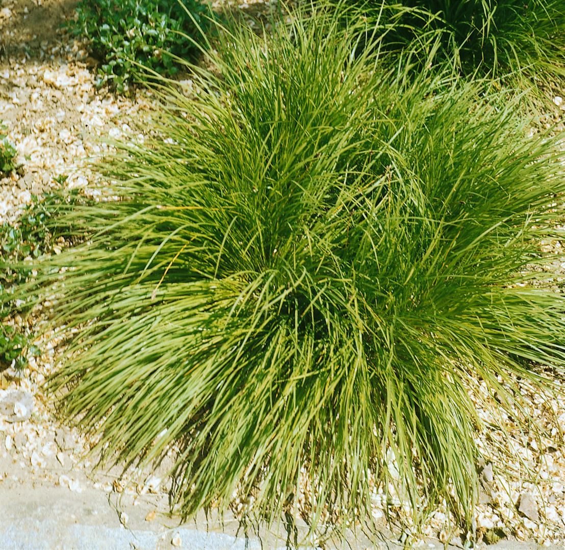 Pflanzen für Dich Gräser Care x umbrosa, 1 St., Schatten-Segge, schattenverträglich, immergrün