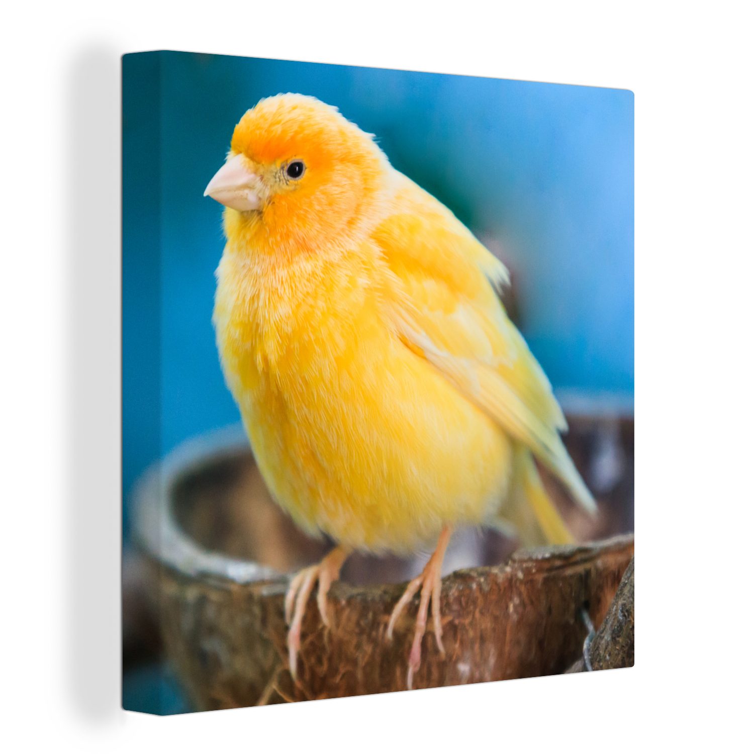 OneMillionCanvasses® Leinwandbild Leuchtend gelber europäischer Kanarienvogel, der bei seinem Nest sitzt, (1 St), Leinwand Bilder für Wohnzimmer Schlafzimmer