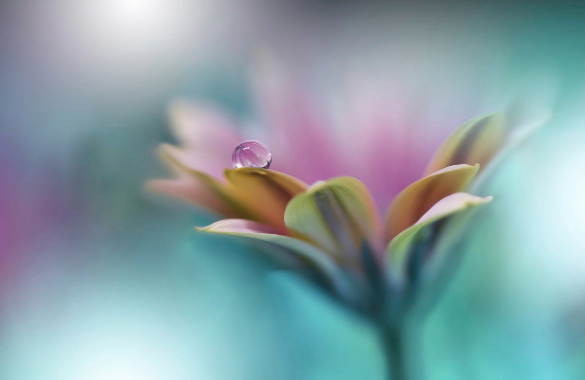 Makro mit Fototapete Zen Papermoon Blume Wassertropfen