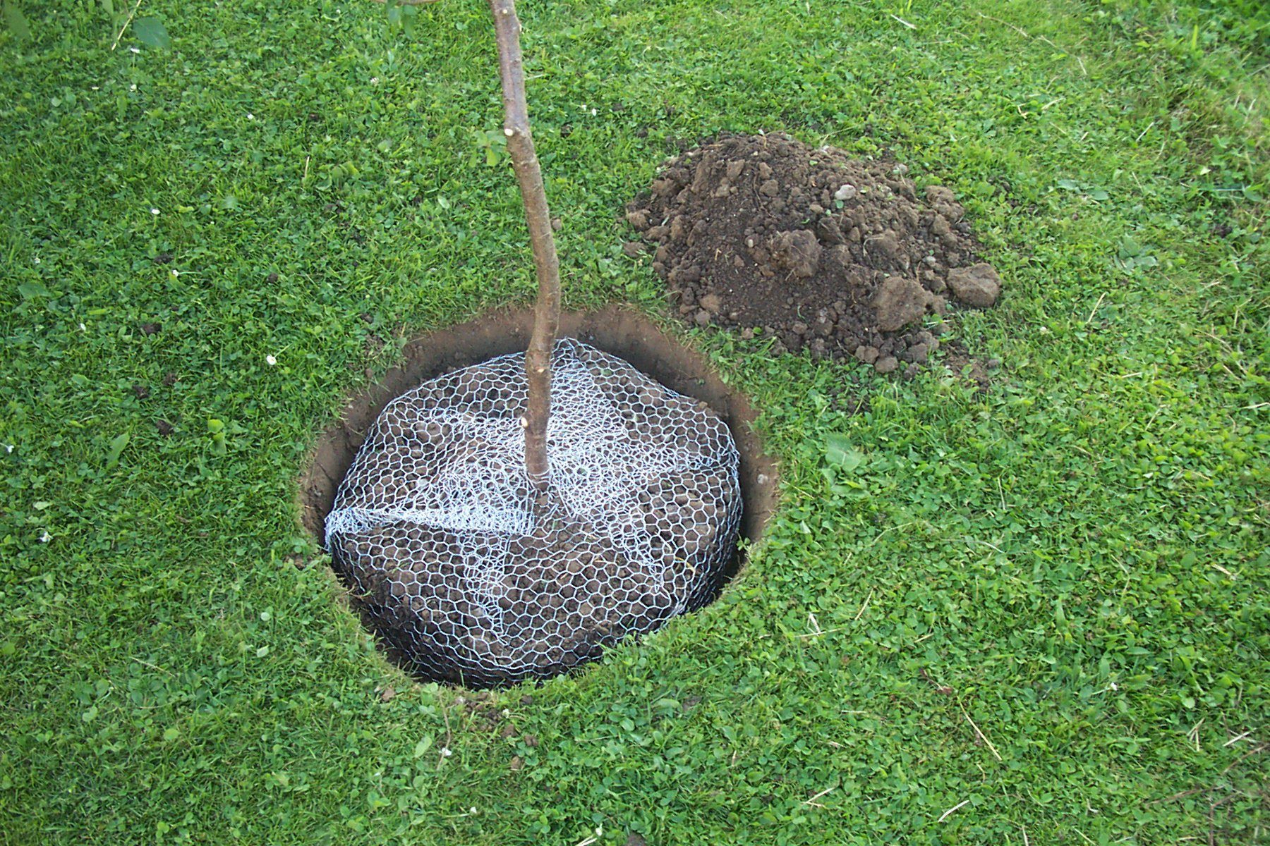 Mäusegitter Kerbl Wühlmauskorb ø 60 cm Hähe 70 cm, Schutzkorb gegen Wurzelverbiss