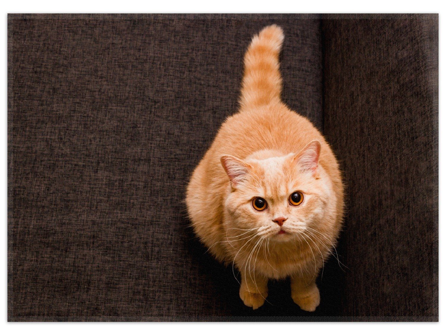 mit Teppich oben, nach Blick rutschfest rechteckig, Katze Wallario, Rote
