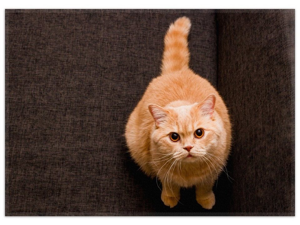 Teppich Rote Katze mit Blick nach oben, Wallario, rechteckig, rutschfest