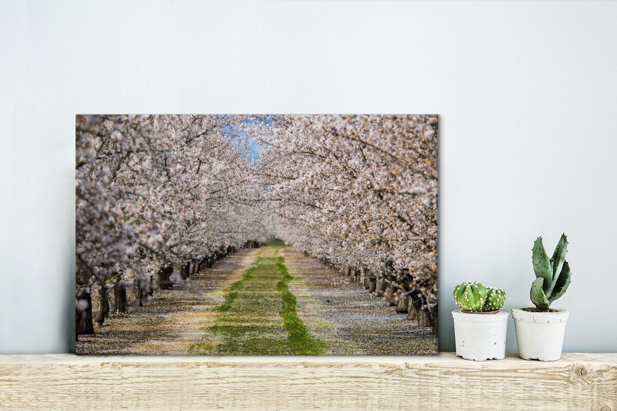 OneMillionCanvasses® Leinwandbild zwischen Weg Wandbild 30x20 Leinwandbilder, Mandelbäumen, Wanddeko, (1 cm Aufhängefertig, St), den