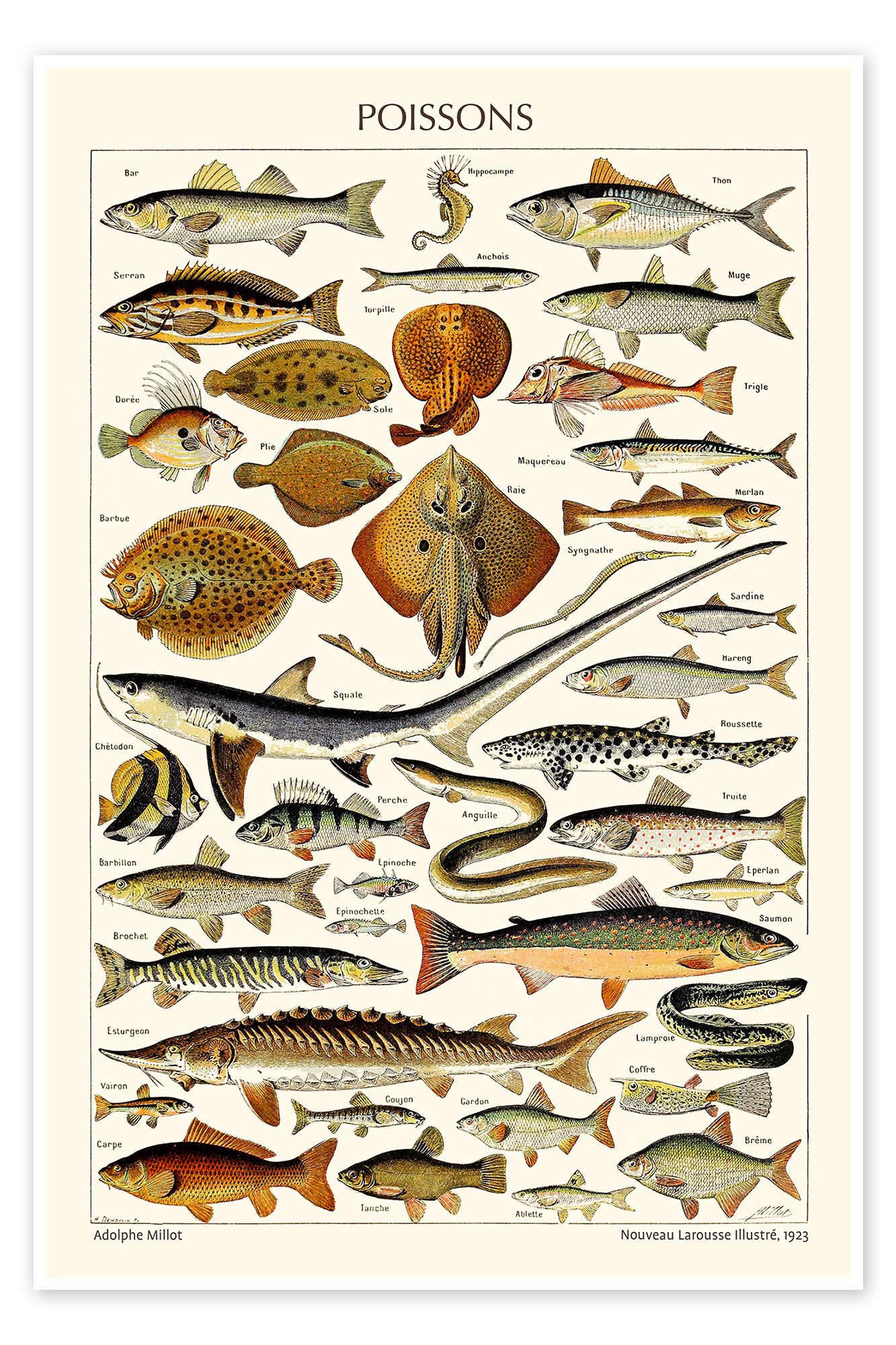 Posterlounge Wandbild Fische, 1923 (französisch), Adolphe Millot, erhältlich als Poster, Leinwandbild, Wandsticker oder Acrylglasbild