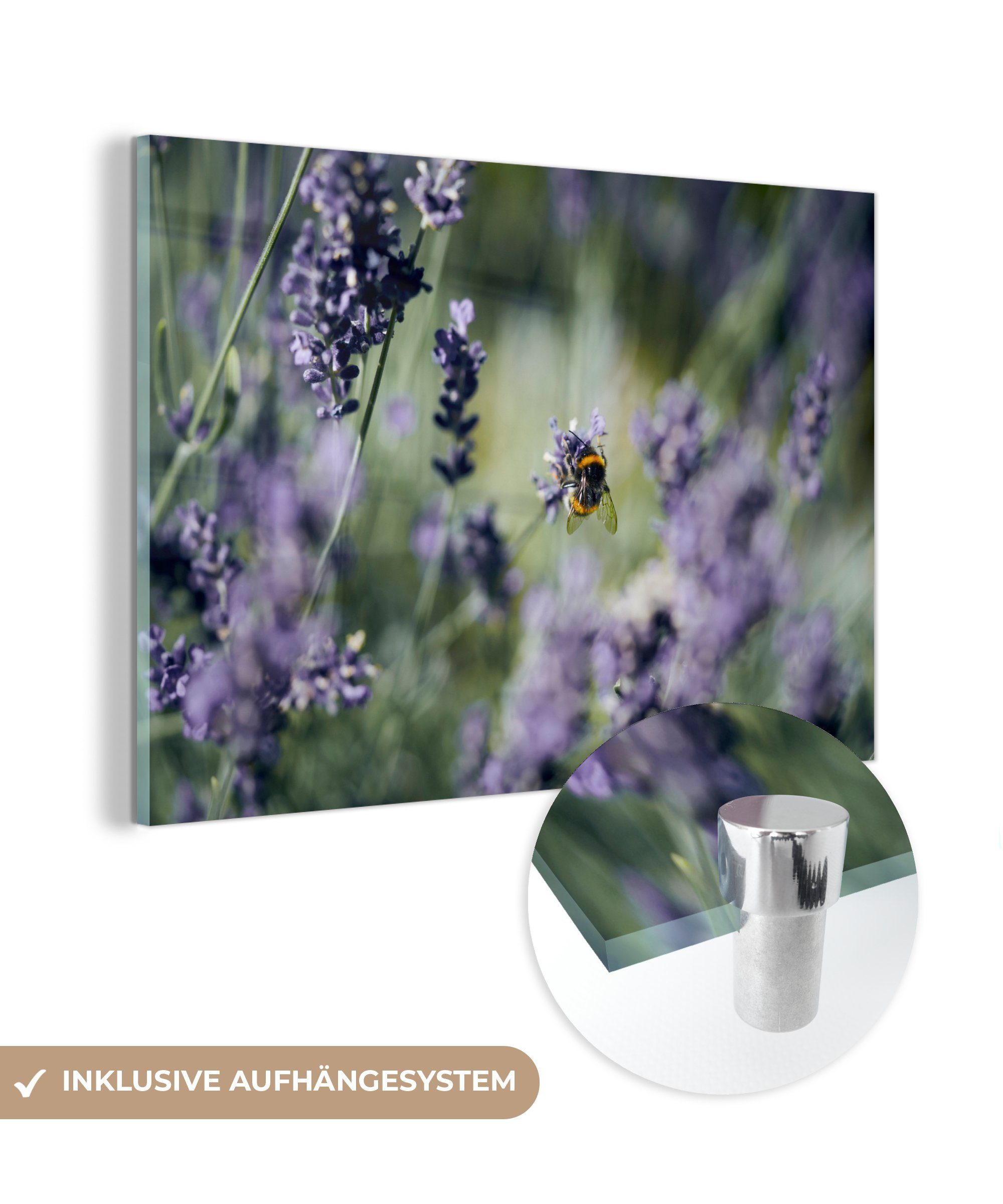 MuchoWow Acrylglasbild Hummel auf Lavendel, (1 St), Acrylglasbilder Wohnzimmer & Schlafzimmer