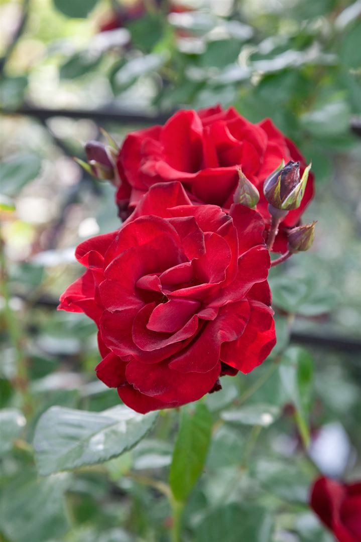 Pflanzen für Dich Rose Rosa Santana