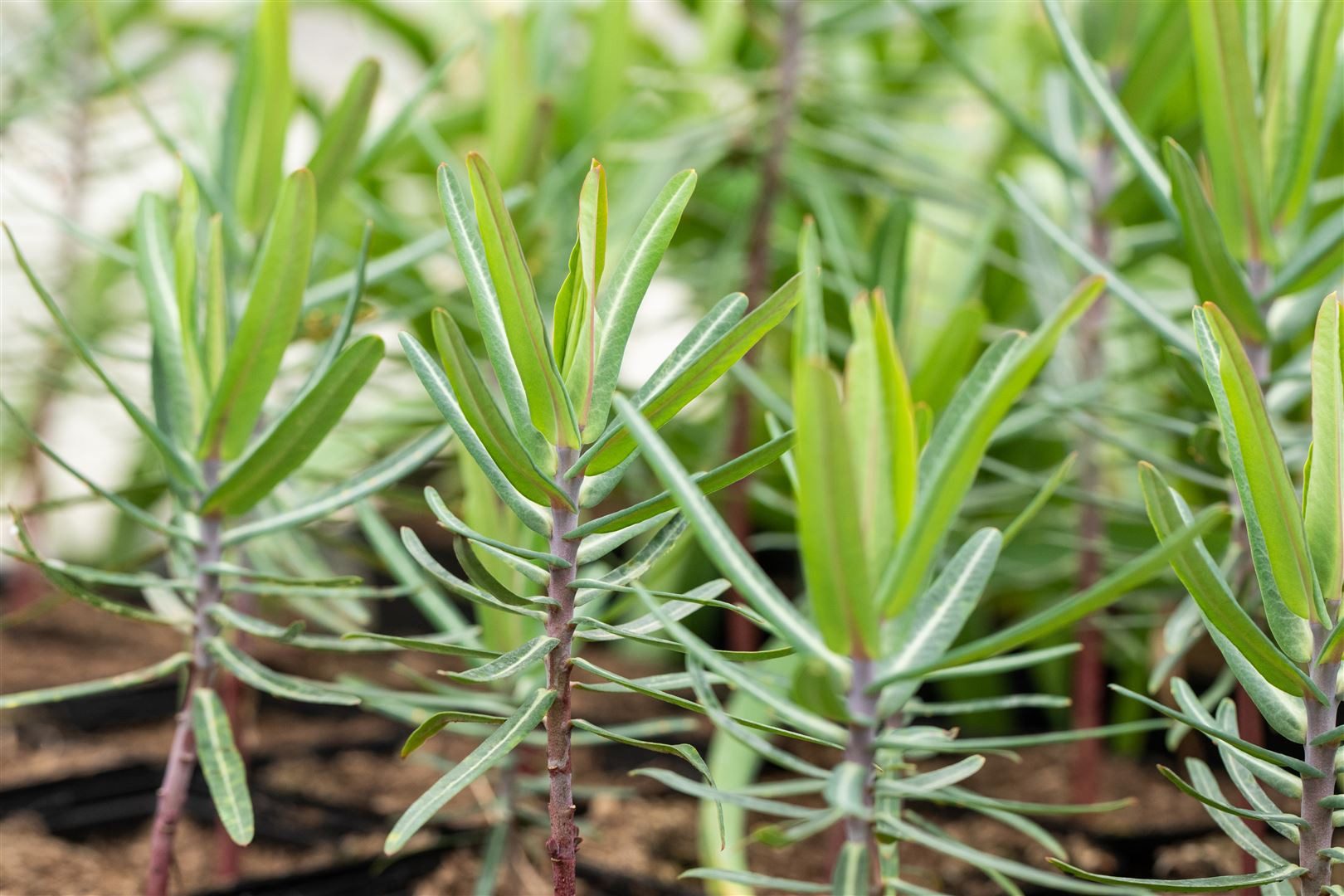 Pflanzen für Dich Staude Euphorbia lathyris, 1 St., Kreuzblättrige Wolfsmilch, Gichtkraut, Maulwurfspflanze