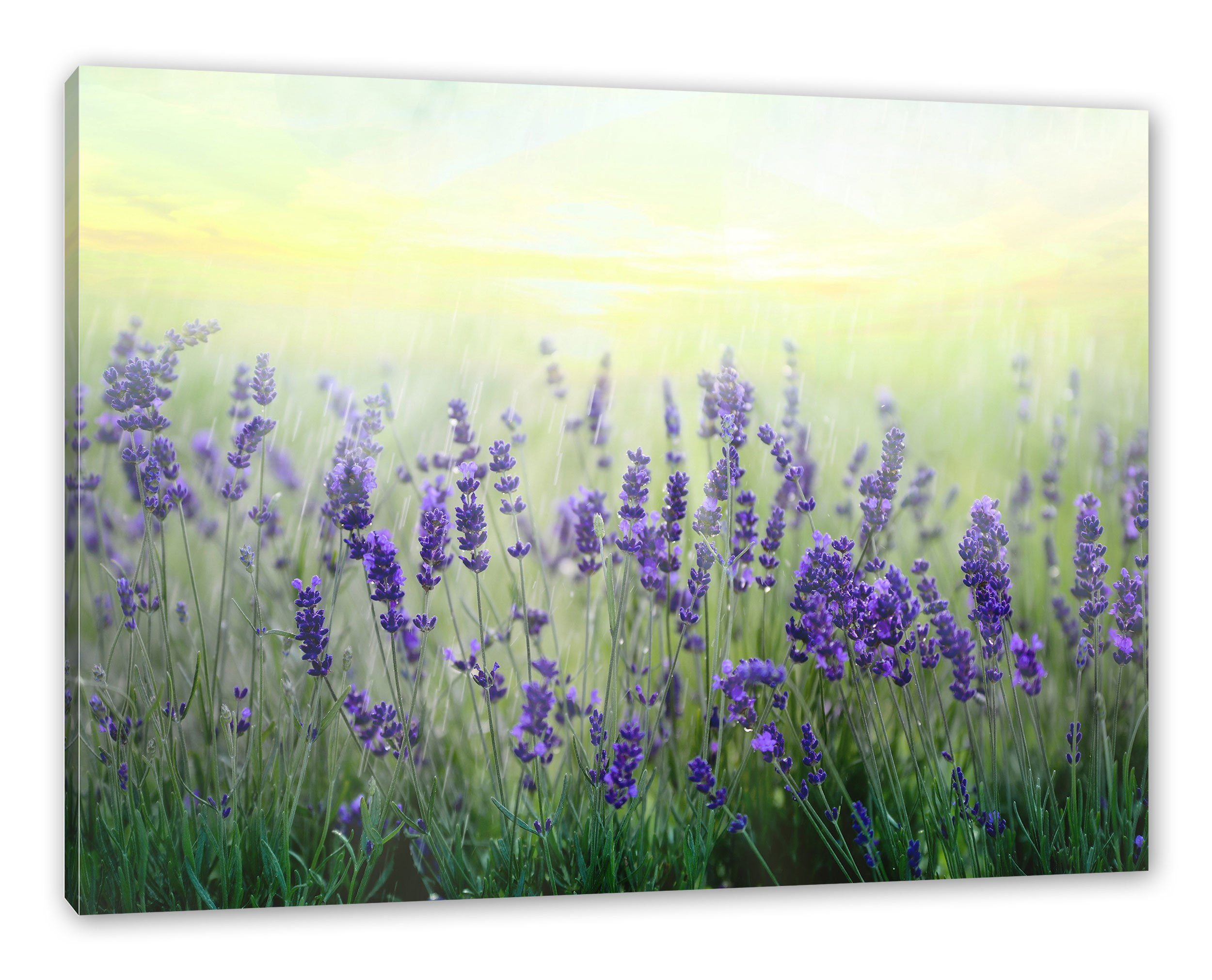 Pixxprint Leinwandbild Schöner Lavendel im Regen, Schöner Lavendel im Regen (1 St), Leinwandbild fertig bespannt, inkl. Zackenaufhänger