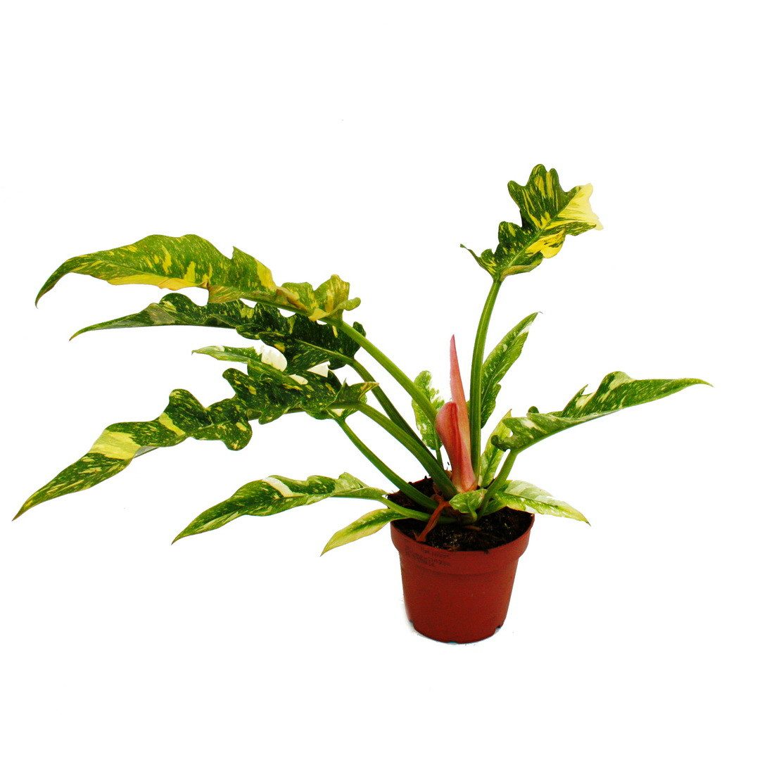 Exotenherz Zimmerpflanze Philodendron "Ring of Fire" - ungewöhnlicher Baumfreund - 12cm Topf