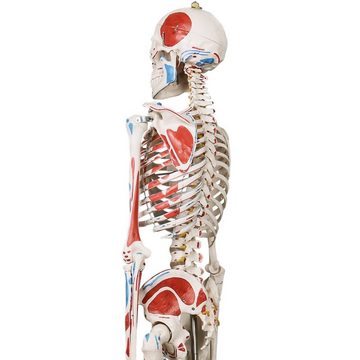 Jago Dekoobjekt Menschliches Anatomie Skelett 181.5 cm - mit Muskelbemalungdetails