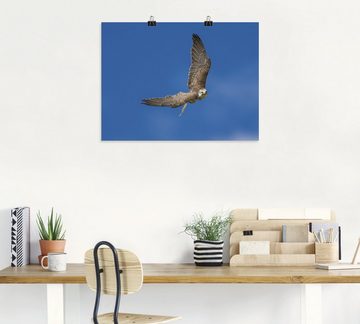 Artland Wandbild Der Falke, Vögel (1 St), als Leinwandbild, Poster in verschied. Größen