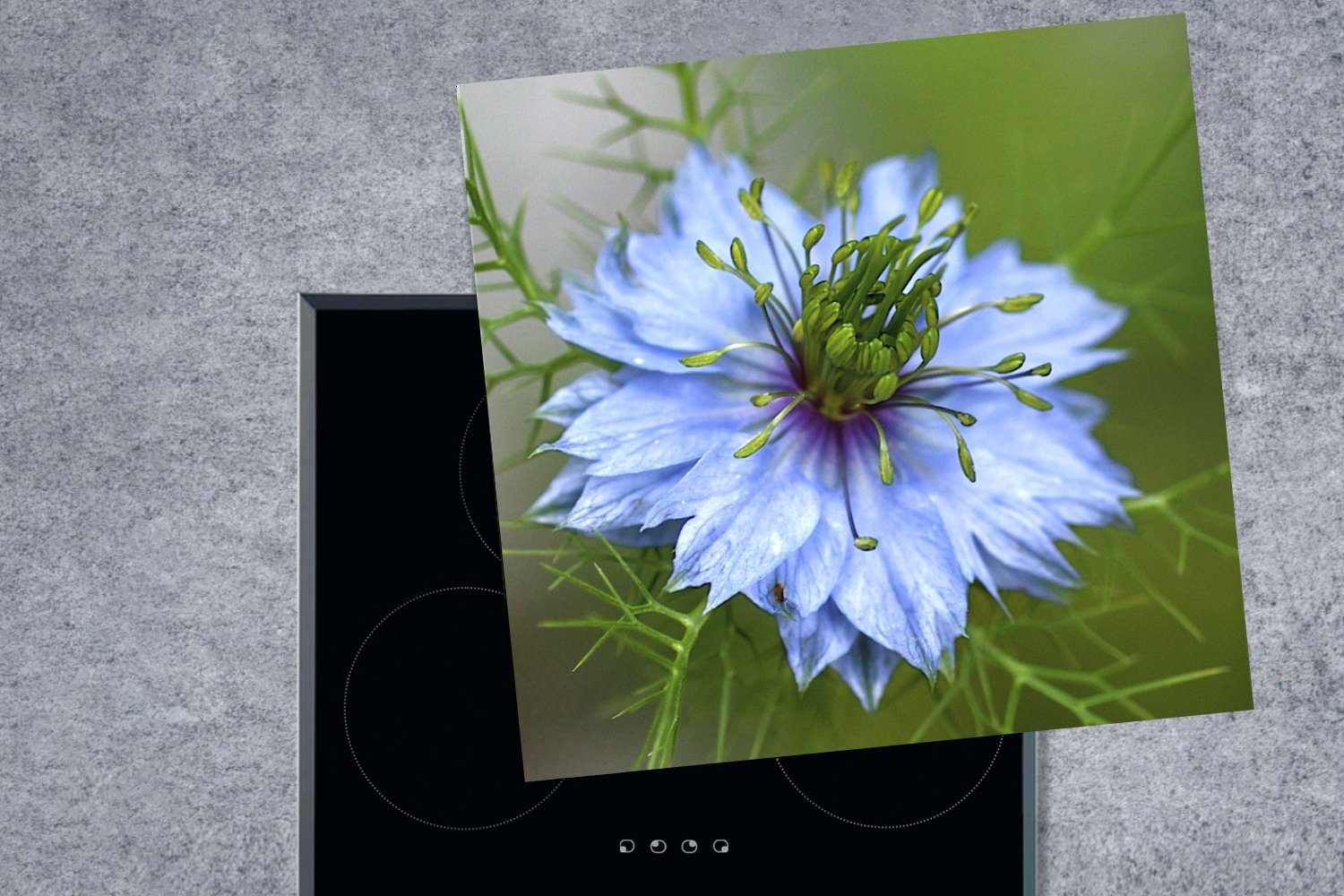 Nigella (1 Blüte, für 78x78 Arbeitsplatte hellblaue in cm, Ceranfeldabdeckung, Vinyl, küche MuchoWow tlg), Eine Herdblende-/Abdeckplatte