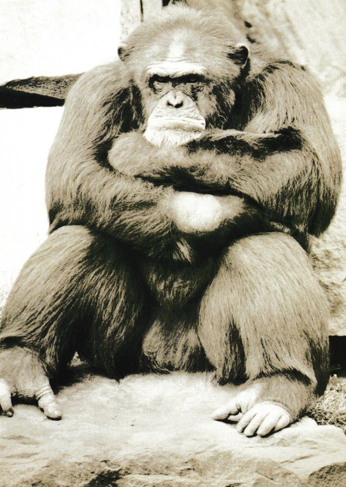 "Alles - blöd! Gorilla" schauender Postkarte Ernst