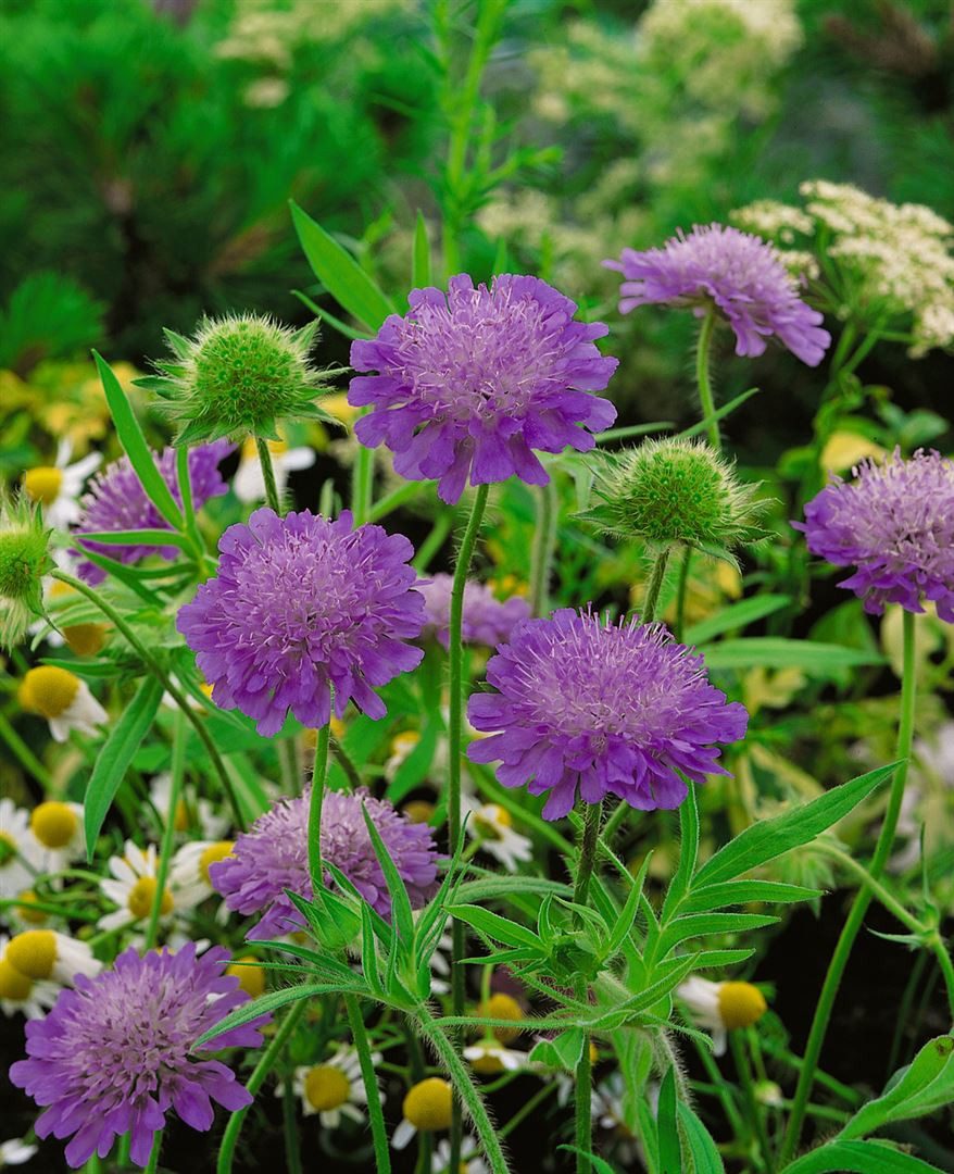 Pflanzen für Dich Staude Knautia macedonica Melton Pastels, 1 St., Mazedonische Witwenblume, Witwenblume