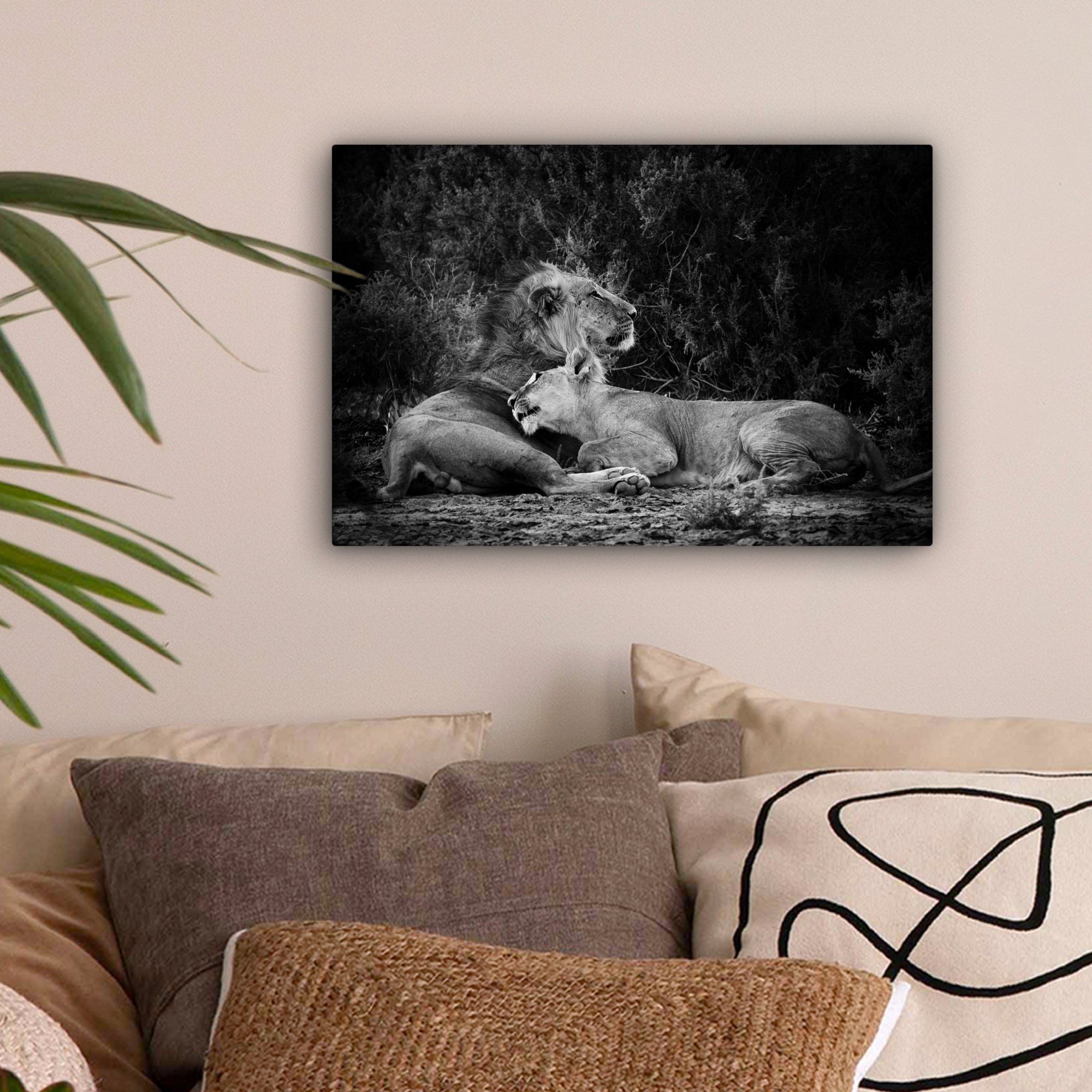 OneMillionCanvasses® Leinwandbild Löwen - Schwarz - günstig online kaufen