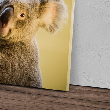 Sinus Art Leinwandbild 120x80cm Wandbild auf Leinwand Koala Koalabär Australien Tierfotografi, (1 St)