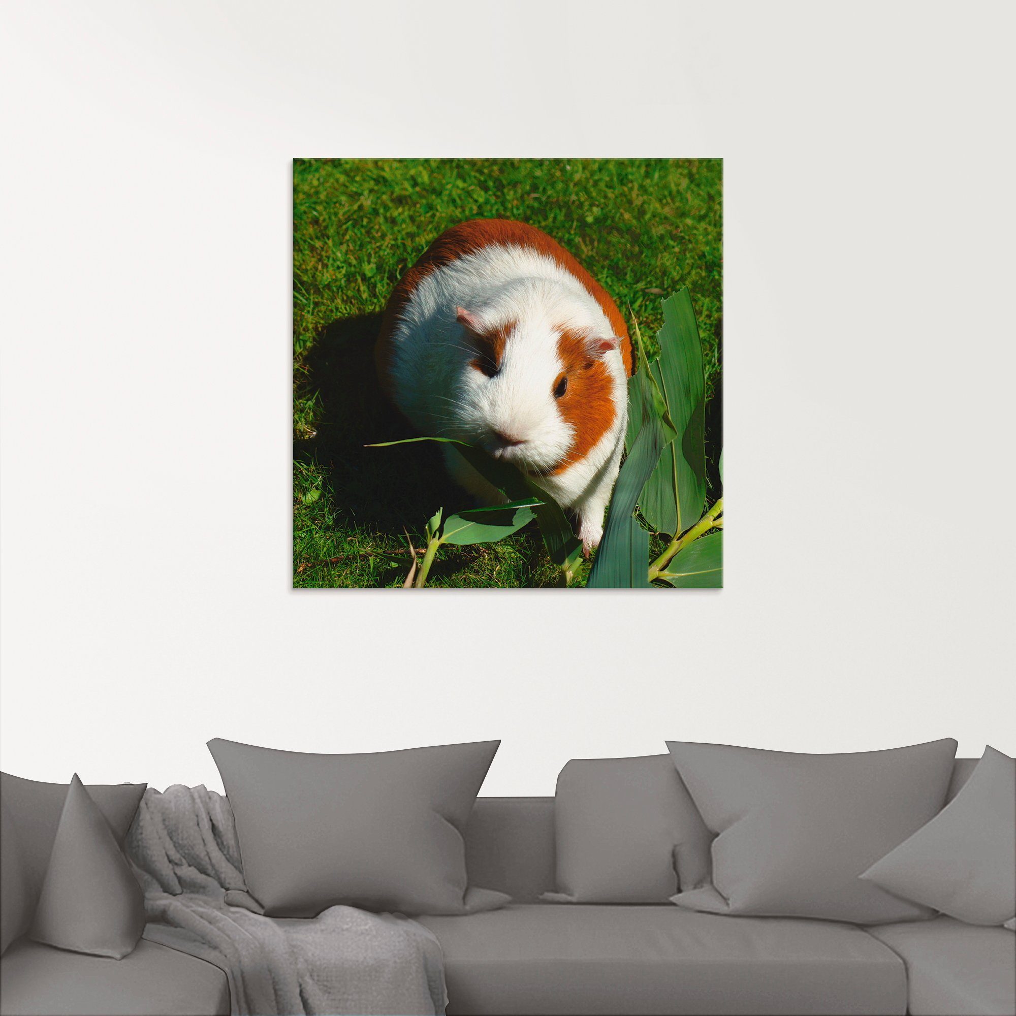 Glasbild Meerschweinchen, in Größen Haustiere weißes Artland (1 verschiedenen St), Orange