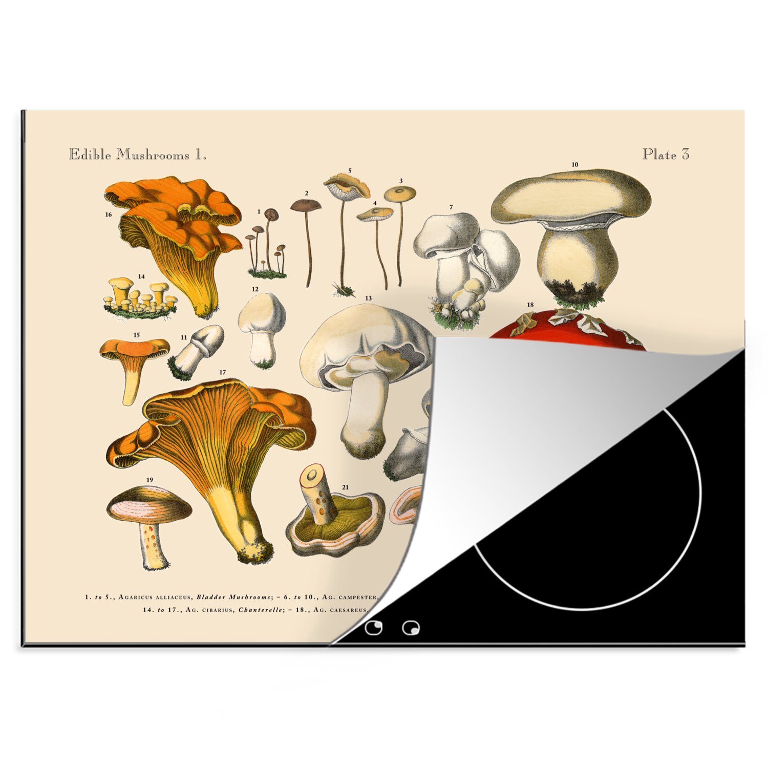 MuchoWow Herdblende-/Abdeckplatte Pilz - Illustration - Sumpf, Vinyl, (1 tlg), 70x52 cm, Mobile Arbeitsfläche nutzbar, Ceranfeldabdeckung