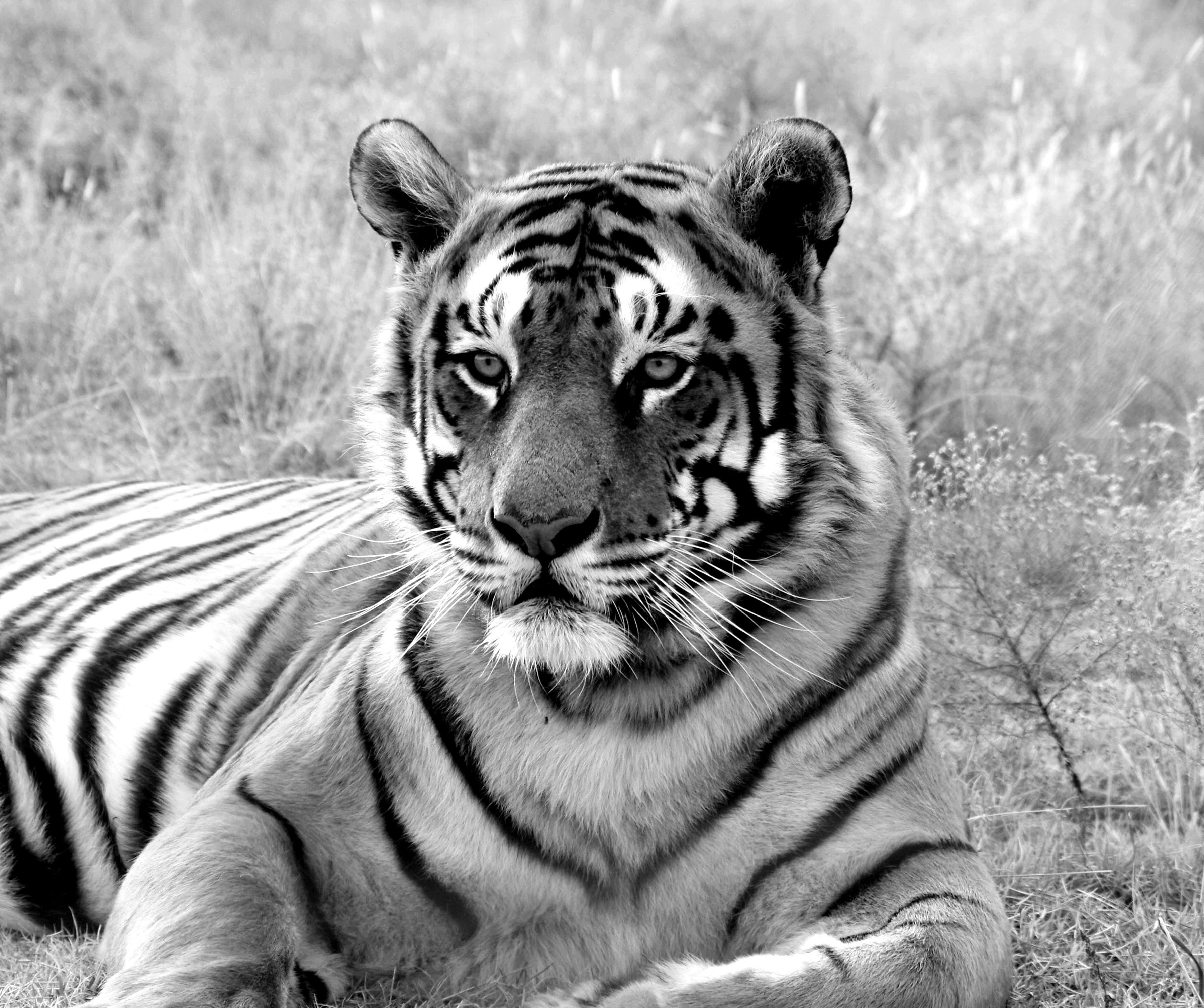 Fototapete Tiger Portrait Schwarz & Weiß