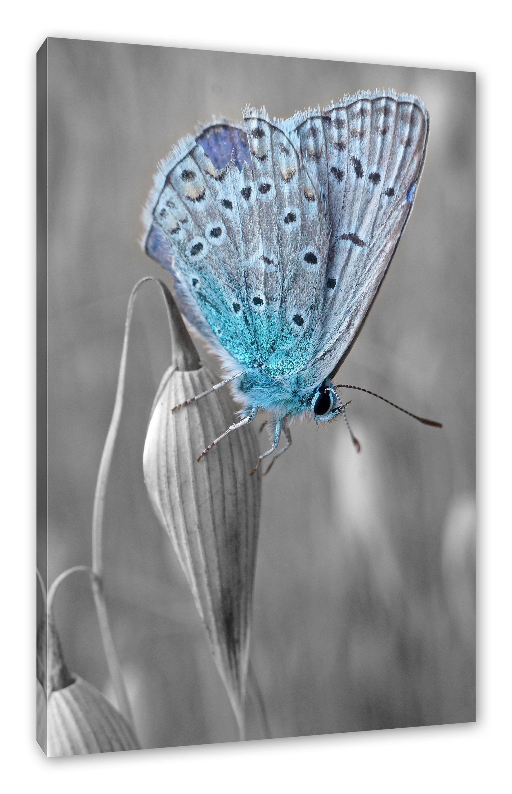 Pixxprint Leinwandbild Leinwandbild Schmetterling, St), Schmetterling blauer Zackenaufhänger (1 inkl. bespannt, fertig blauer wunderschöner wunderschöner