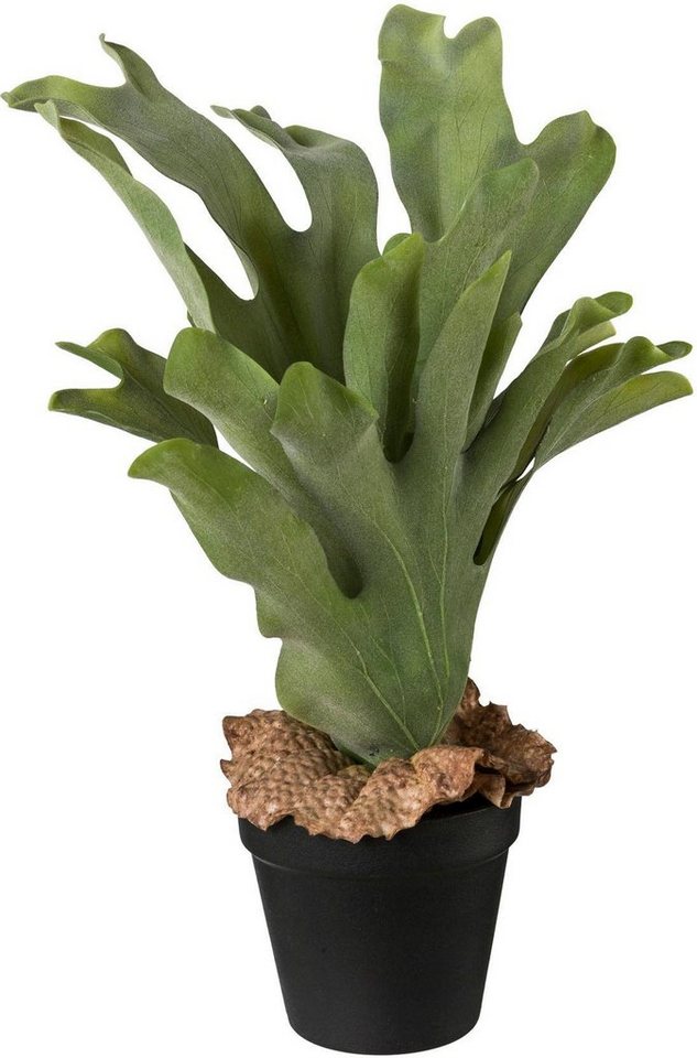 Künstliche Zimmerpflanze, Creativ green, Höhe 37 cm