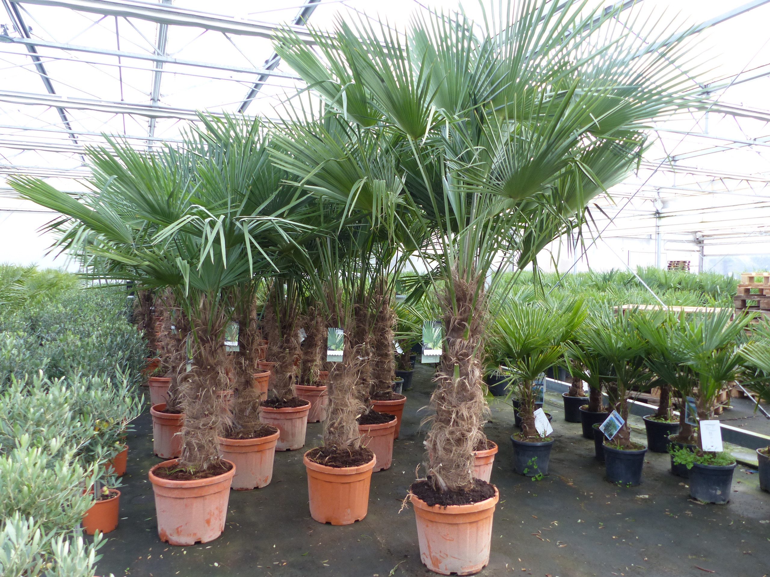 gruenwaren jakubik Baum 3 Stück 45L Trachycarpus Fortunei Palme, winterhart 200 - 250 cm