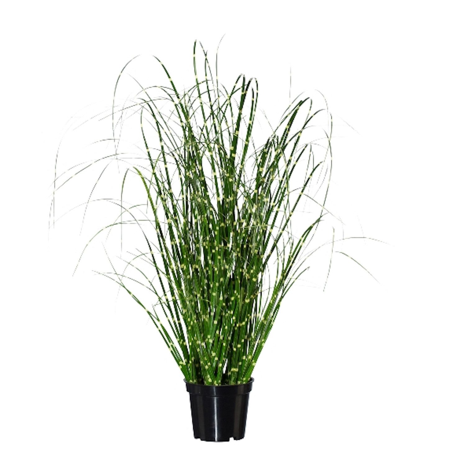 Künstliche Zimmerpflanze Gras, Gasper, Höhe 52 cm, Farbe: Grün, Höhe: 52cm