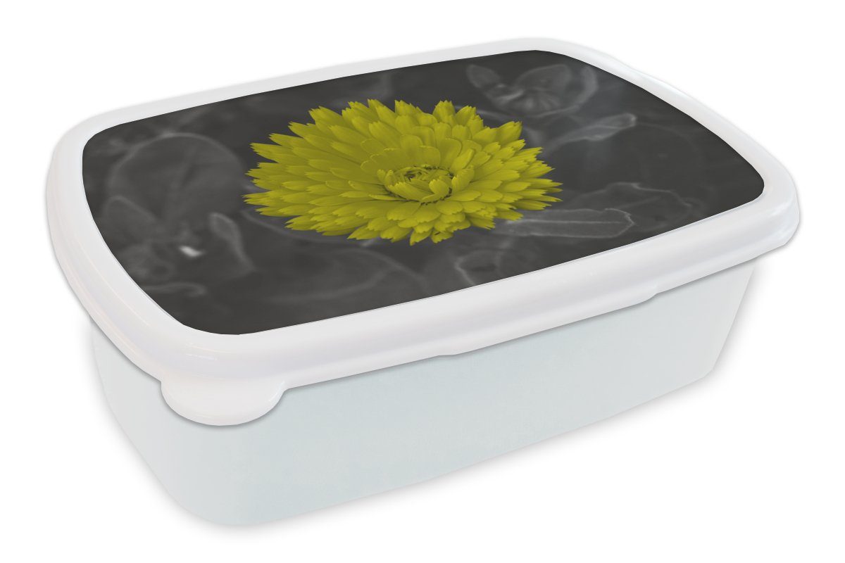 MuchoWow Lunchbox Blumen - Aquarell - Löwenzahn, Kunststoff, (2-tlg), Brotbox für Kinder und Erwachsene, Brotdose, für Jungs und Mädchen weiß