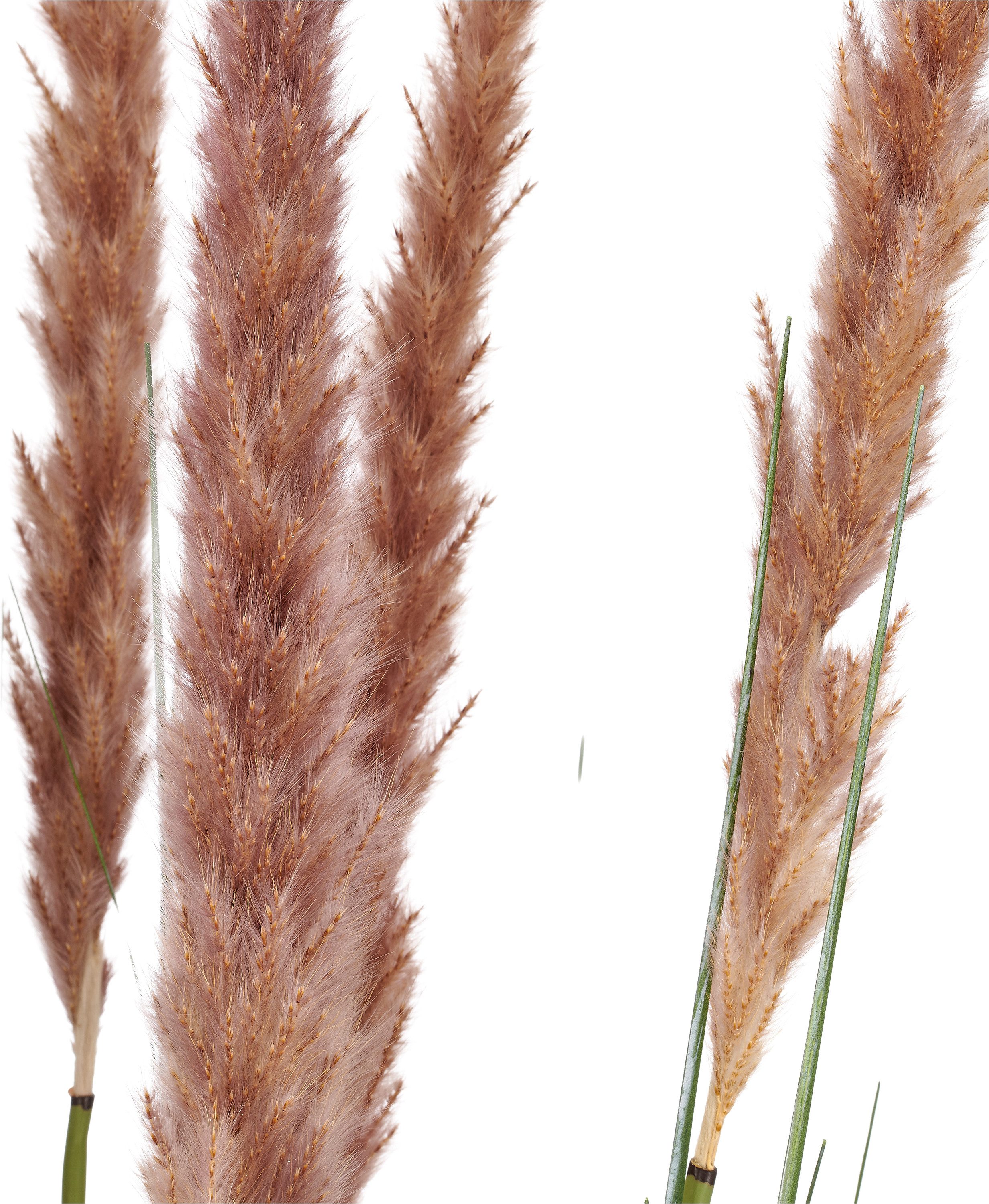 Kunstgras Grasbusch Cortaderia selloana, Creativ green, Höhe 130 cm, mit Naturwedeln – Bild 2 von 2