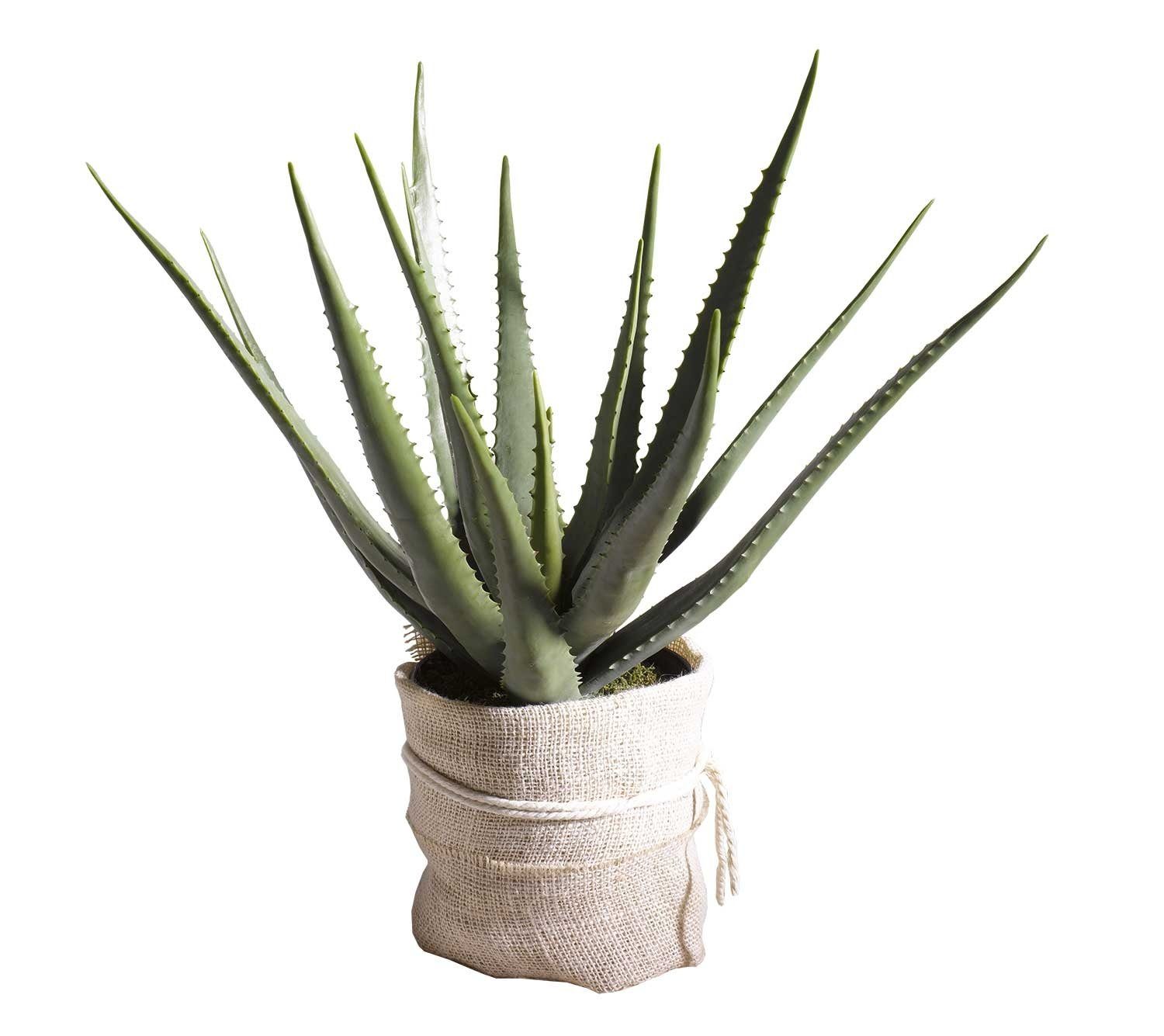 Kunstpflanze AURICA, Grün, mit schwarzem Kunststofftopf Aloe Vera, casa NOVA, Höhe 70 cm