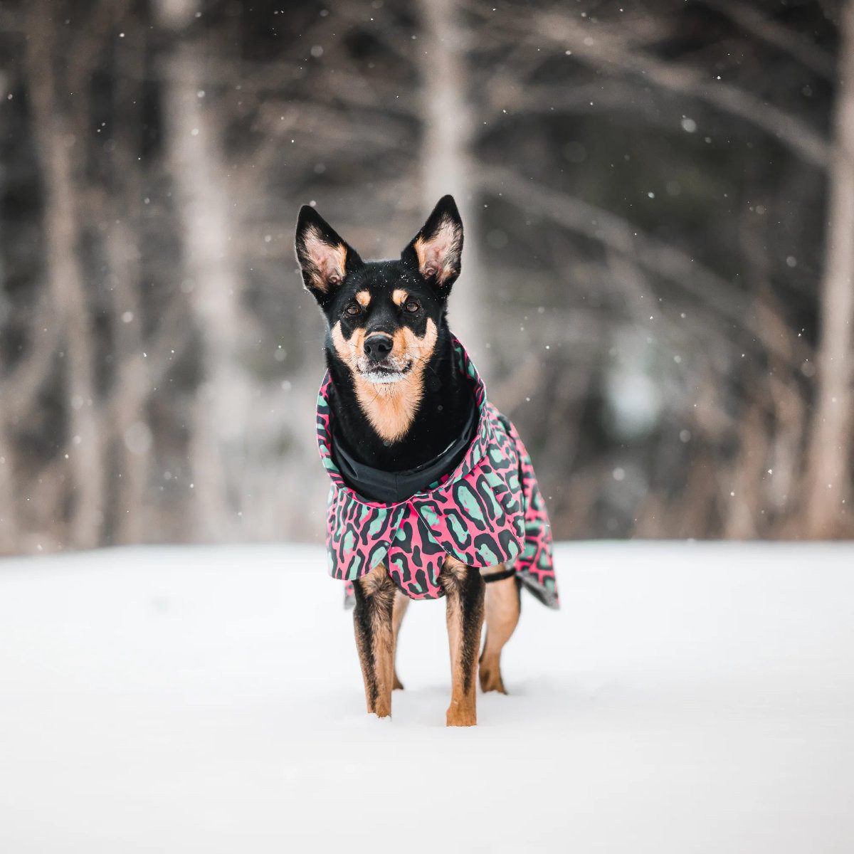 PAIKKA Hundemantel Hunde Winter-Jacke reflektierend "Visibility" jungle/pink